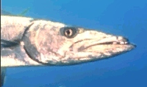 Cabeza de Barracuda