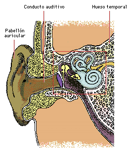 El oído interno (recuadro rojo) se comunica por la trompa de Eustaquio (zona oscura), con las vías respiratorias