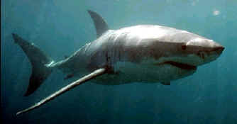 El "Grán Tiburón blanco" (Carcharodon carcharias)